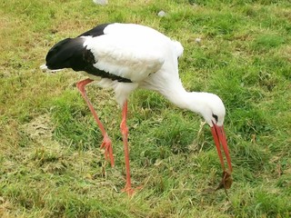 Stork standing on the floor eating