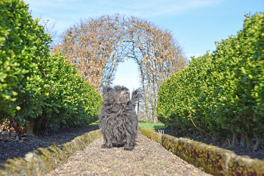 Cairn Terrier