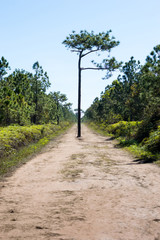 Single Pine Tree landmarks on  Phu Kradueng National Park Loei, Thailand.
