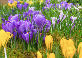 spring yellow and purple crocuses in bloom with green grass background