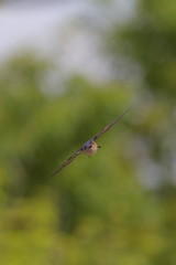 コシアカツバメの飛翔シーン/Swallow's flying scene