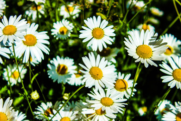 a lot of daisies, the bed of flowers, chamomile close-up