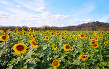 Obraz premium Sunflower field : Closeup