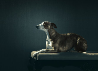 Elegant hunter dog lies on the coach on dark background