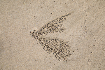 Crab making art on the beach