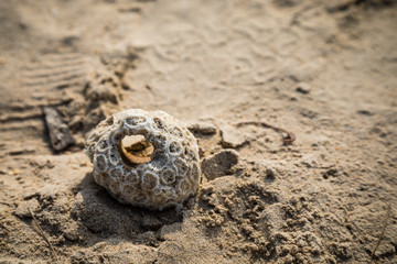 Stone in a sand
