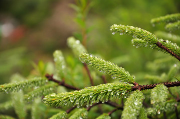 Green leaf with water for nature fresh background, and the tree name is Araucaria cunninghamii