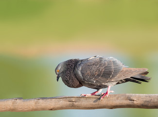 domestic pigeon bird standing on sky