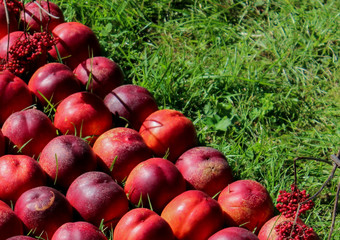 a lot of peaches, red fruit, peaches are in neat rows, peaches lie on the grass, abstraction of peaches, installation with peaches, nectarines lie on the grass in