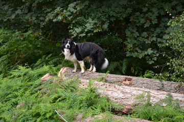 Border Collie Sheepdog walking on fallen tree