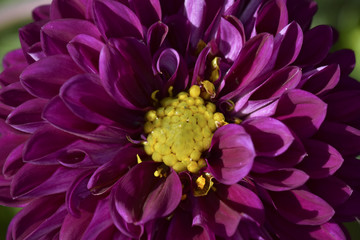 Purple Flower in macro