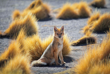 Andean fox in the hills of the plateau Altiplano