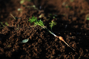Little carrot