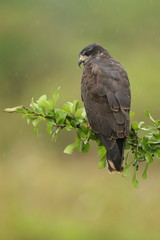 bird of pantanal in the nature habitat, wild brasil, brasilian wildlife, pantanal, green jungle, south american nature and wild