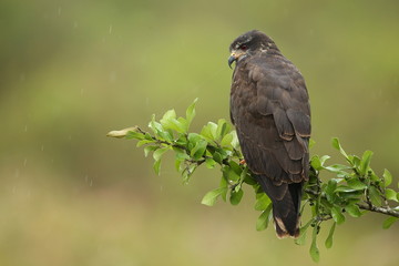 bird of pantanal in the nature habitat, wild brasil, brasilian wildlife, pantanal, green jungle, south american nature and wild