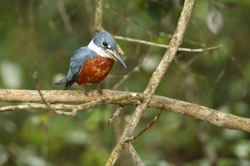 bird of pantanal in the nature habitat, wild brasil, brasilian wildlife, pantanal, green jungle, south american nature and wild