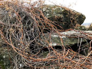 Stones entwined with creepers.