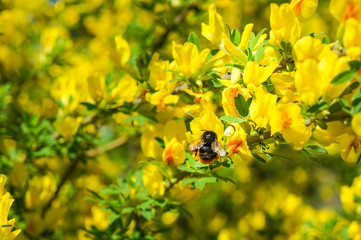 The Genista blooms in the spring with the bee.