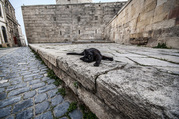 Old Town of Baku. Street black colored cat at old town street.