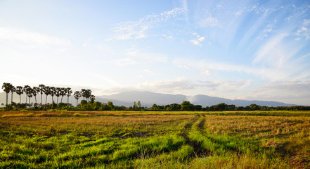 Fototapeta na wymiar Rice field and mountain background