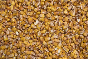 Corn grain