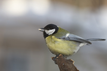 Great tit
