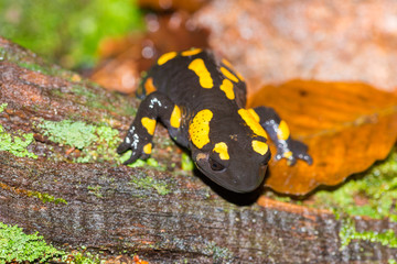 Fire salamander or Salamandra Salamandra. Close up of a salamander yellow and black in its natural habitat