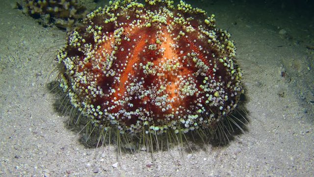 Fire Sea Urchin (Asthenosoma varium) slowly creeps along the bottom of the sea, medium shot.
