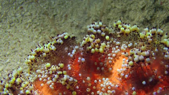 Fire Sea Urchin (Asthenosoma varium) slowly creeps along the bottom of the sea, close-up.
