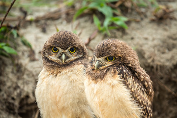 Kaninchenkauz in Brasilien (Athene cunicularia / Coruja-buraqueira)