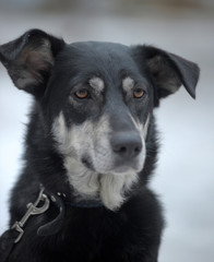 Black with white dog pooch on a leash in winter