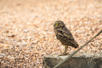 Kaninchenkauz in Brasilien (Athene cunicularia / Coruja-buraqueira)