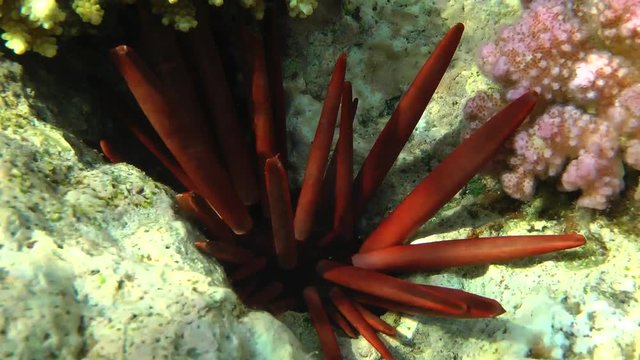Needles of Slate Pencil Urchin (Heterocentrotus mamillatus) are visible from the cleft of the reef, medium shot.
