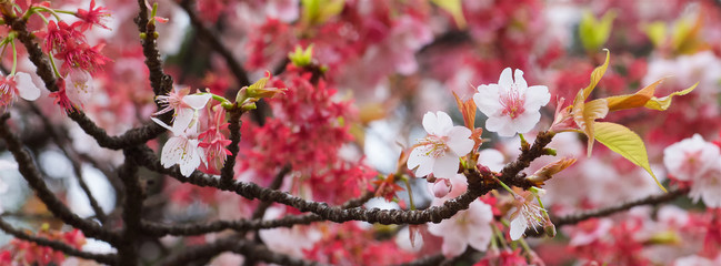close up shot of sakura flowers, cherry blossom in early spring with shallow depth of field for banner background