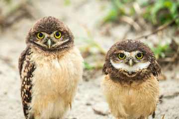 Kaninchenkauz in Brasilien (Athene cunicularia / Coruja-buraqueira)