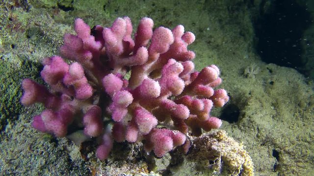 Scenic purple bush of Hood Coral (Stylophora pistillata) on the slope of a coral reef, medium shot.

