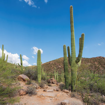 Cactus fields in Sonoran Desert near Phoenix, Arizona. © lucky-photo