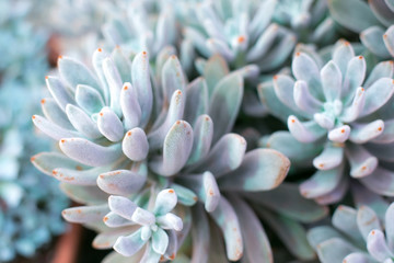 Turquoise succulent of echevery