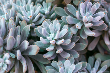 Turquoise succulent of echevery