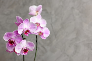branch of pink orchid
