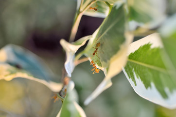 Obraz premium Closeup communication of ants