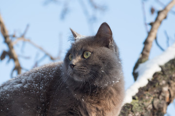 Portrait of fluffy gray cat on a tree with snow