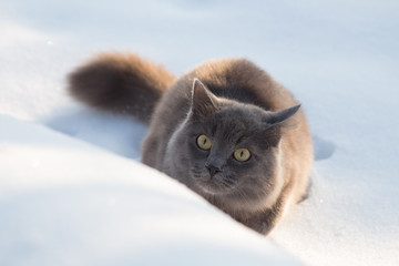 Fototapeta premium Portrait of fluffy gray cat slinks and hunts in snow
