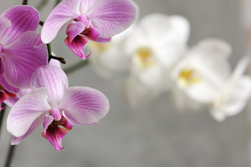 pink and white orchids