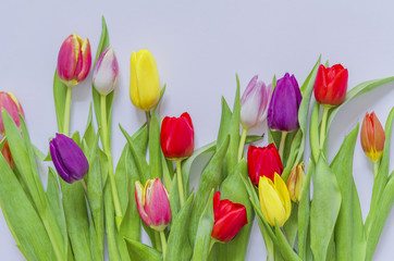 Tulpen, Hintergrund weiß