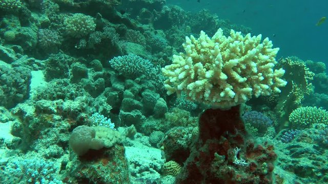 A picturesque bush of Staghorn coral (Acropora sp.) on a coral column against a background of a reef, wide shot.
