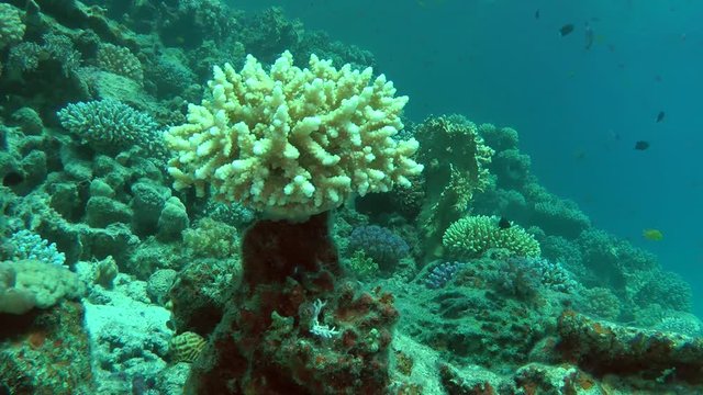 A picturesque bush of Staghorn coral (Acropora sp.) on a coral column against a background of a reef, wide shot.
