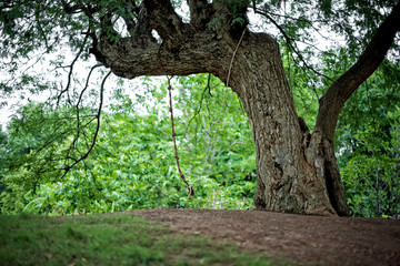 Fototapeta premium Tree swing in the garden : Closeup