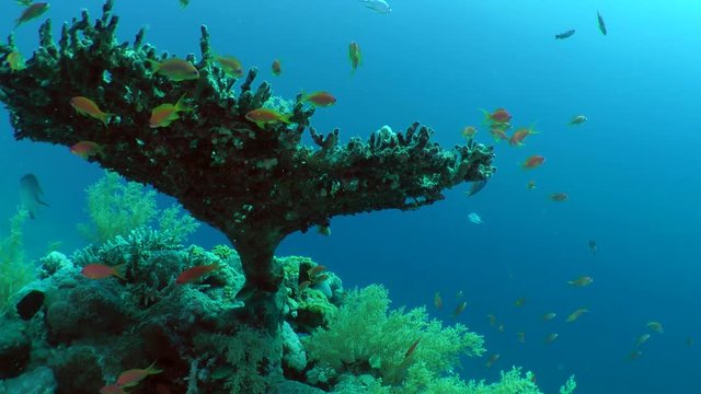 The camera slowly moves to the Table coral bush (Acropora pharaonis) over which the coral fish swim.
