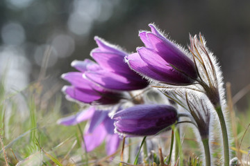 Purple pasque flowers in springtime / Hairy fuzzy pasque-flowers in soft purple pastel colors in springtime